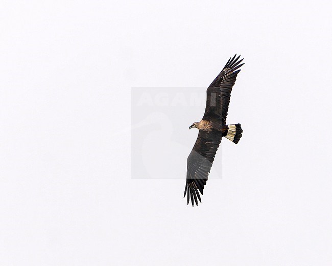 Adult Pallas's fish eagle (Haliaeetus leucoryphus) in Northeast India. stock-image by Agami/Dani Lopez-Velasco,