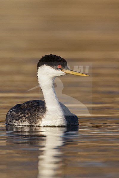 Adult breeding
Riverside Co., CA
March 2012 stock-image by Agami/Brian E Small,