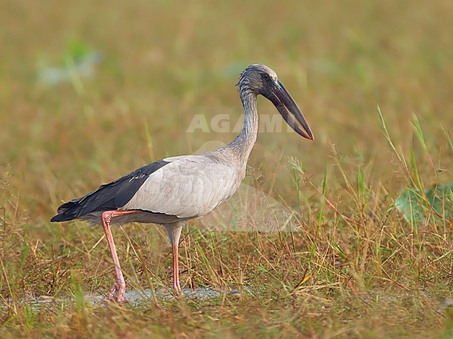 Foeragerende Indische Gaper, Asian Openbill foraging stock-image by Agami/Alex Vargas,