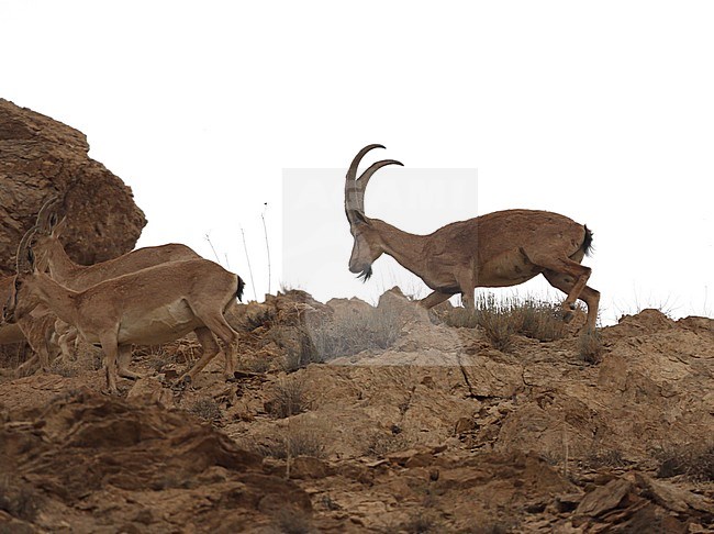 Wild Goat, Capra aegagrus stock-image by Agami/James Eaton,
