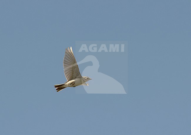 Greater Short-toed Lark (Calandrella brachydactyla longipennis). Adult male flying against blue sky above nesting grounds. stock-image by Agami/Kari Eischer,