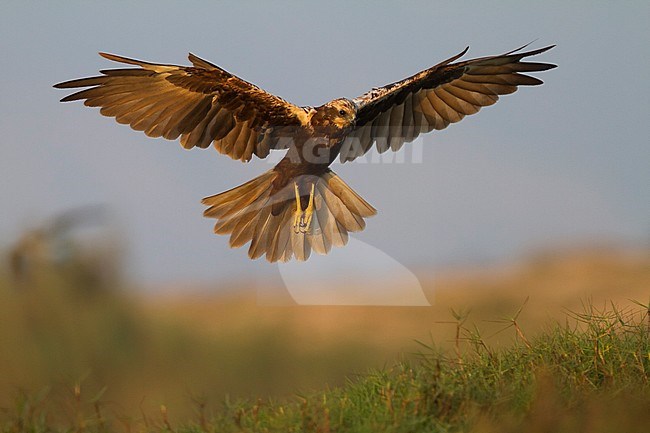 Western Marsh Harrier, 1st cy, Oman stock-image by Agami/Ralph Martin,