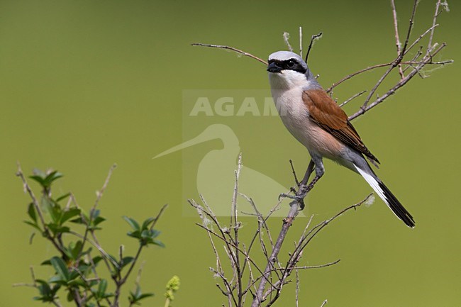 Grauwe Klauwier volwassen man zittend in struik; Red-backed Shrike adult male perched in bush stock-image by Agami/Daniele Occhiato,