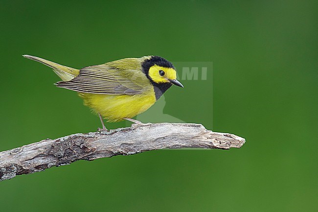 Adult male 
Galveston Co., TX
April 2014 stock-image by Agami/Brian E Small,