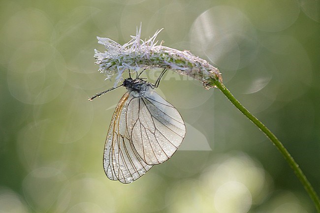 Black-veined White (Aporia crataegi) resting on small plant in Mercantour in France. stock-image by Agami/Iolente Navarro,