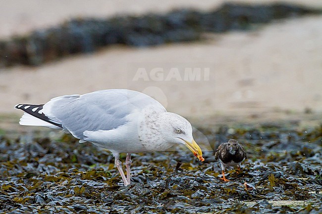 Herring Gull, Larus argentatus adult winter with mussle taken from surf to crush on rocks. Ruddy Turnstone looking for leftovers stock-image by Agami/Menno van Duijn,