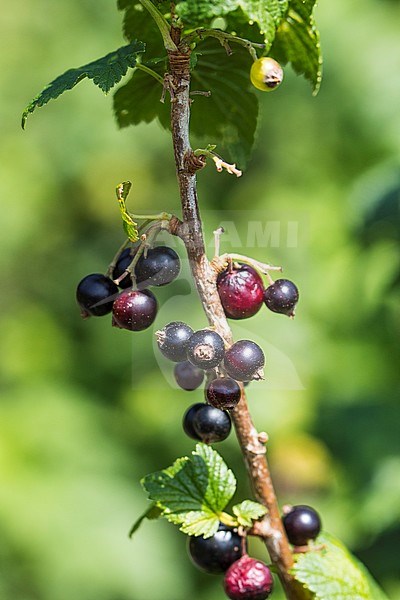 Black Currant berries stock-image by Agami/Wil Leurs,
