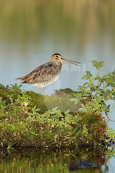 Adult Wilson's Snipe (Gallinago delicata) calling
Lac Le Jeune, British Colombia stock-image by Agami/Brian E Small,