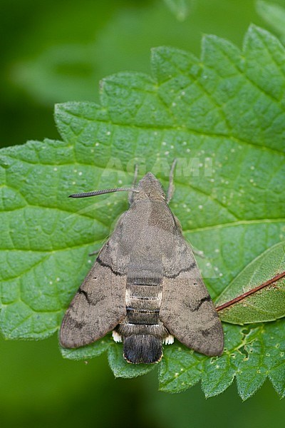 Macroglossum stellatarum - Hummingbird Hawk-Moth - Taubenschwänzchen, Germany (Baden-Württemberg), imago stock-image by Agami/Ralph Martin,
