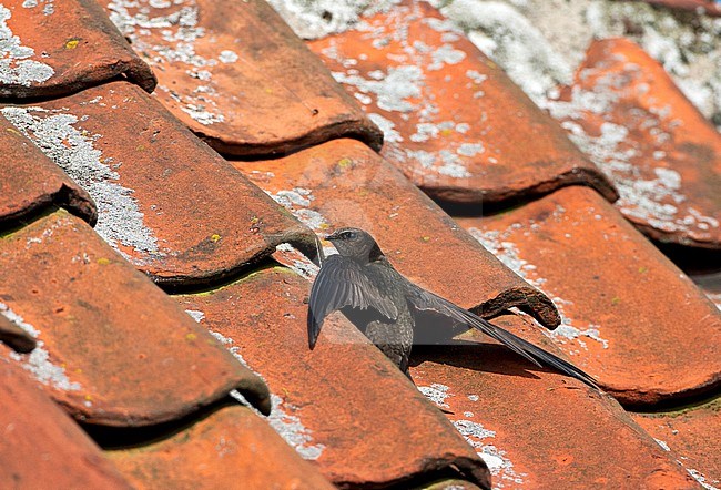 Gierzwaluw zittend op een dak van een huis; Common Swift perched on a rooftop stock-image by Agami/Marc Guyt,