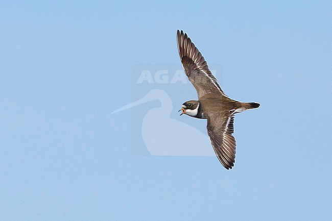 Adult Semipalmated Plover, Charadrius semipalmatus, in breeding plumage on tundra on Seward Peninsula, Alaska, United States. stock-image by Agami/Brian E Small,