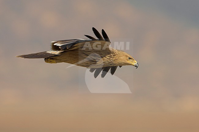 Juveniele Keizerarend in flight; Juvenile Asian Imperial Eagle in flight stock-image by Agami/Daniele Occhiato,