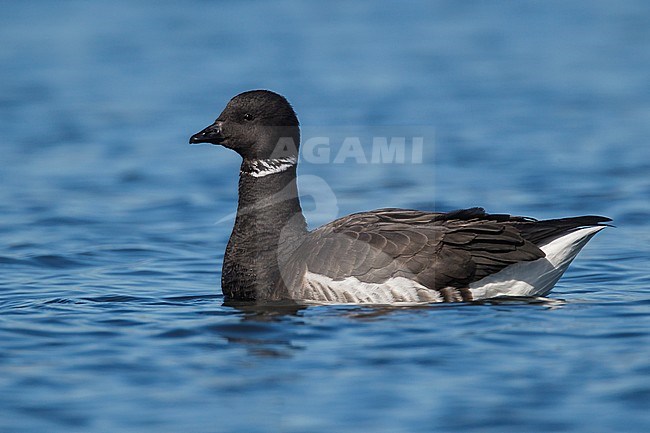 Adult
San Diego Co., CA
December 2012 stock-image by Agami/Brian E Small,