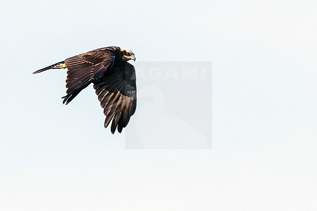 Western Marsh Harrier (Circus aeruginosus) on autumn migration along the east European Flyway (via pontica) in Bulgaria. stock-image by Agami/Marc Guyt,