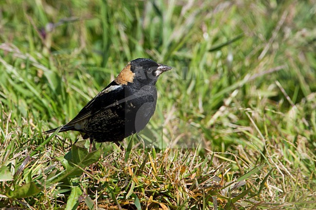 Adult mannetje Bobolink; Adult male Bobolink stock-image by Agami/Martijn Verdoes,