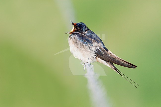 Gapende Boerenzwaluw, Yawning Barn Swallow stock-image by Agami/Wil Leurs,