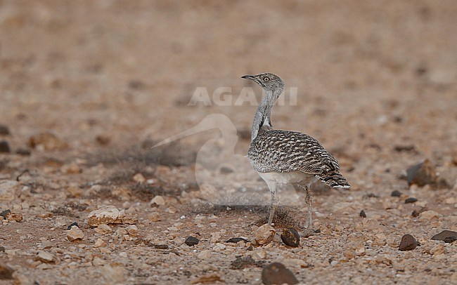 Houbara Bustard (Chlamydotis undulata fuertaventurae) at Tindaya Plains, Fuerteventura, Canary Islands stock-image by Agami/Helge Sorensen,