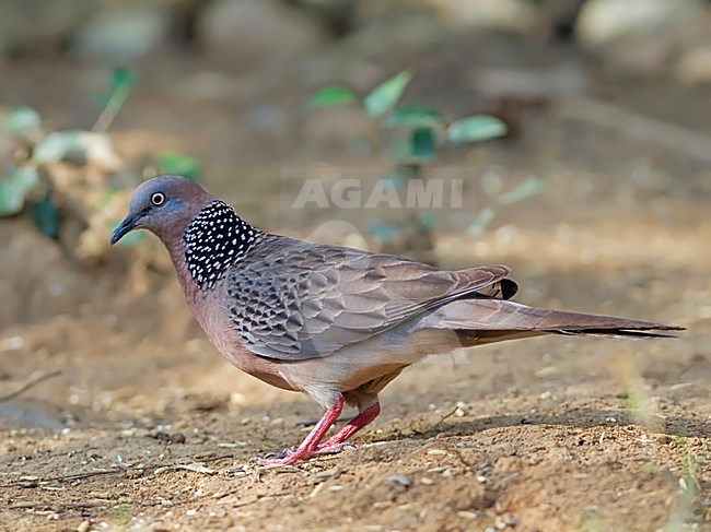 Parelhalstortel, Spotted Dove stock-image by Agami/Alex Vargas,