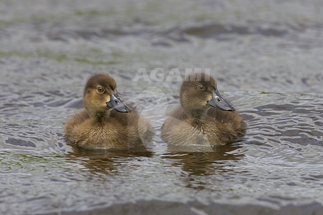 Tufted Duck ducklings; Jonge Kuifeenden stock-image by Agami/Arie Ouwerkerk,