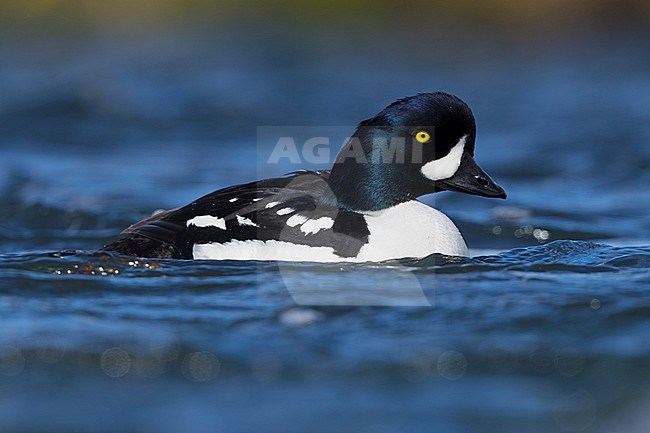 Barrow's Goldeneye (Bucephala islandica), adult male swimming in a river stock-image by Agami/Saverio Gatto,