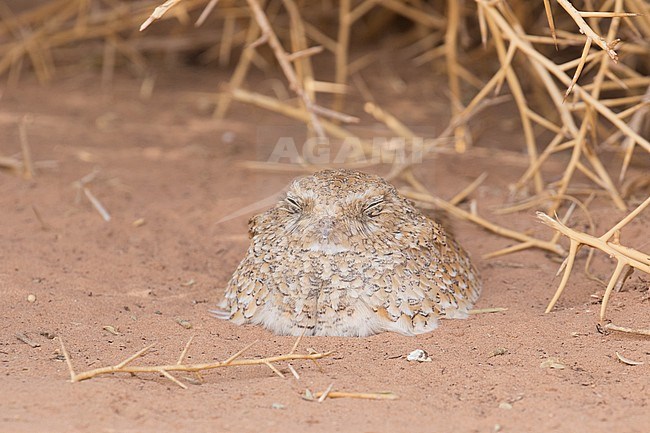 Golden Nightjar (Caprimulgus eximius) in desert of El Beyed in Mauritania. Adult bird resting on the ground, seen on the breast. stock-image by Agami/Josh Jones,