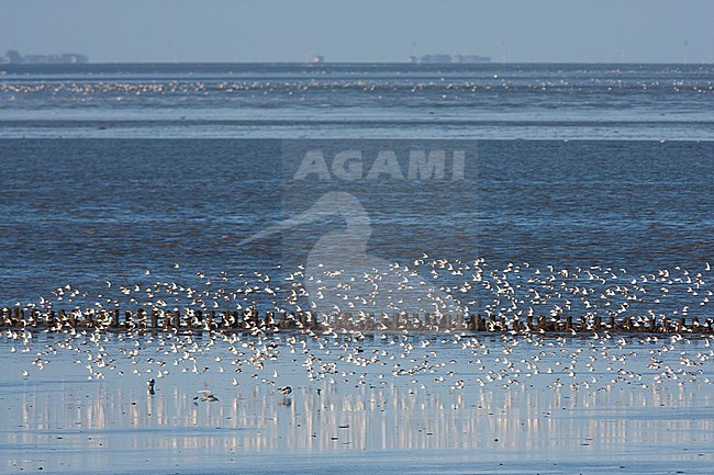 Flock of Dunlins (Calidris alpina) taking off in the German Wadden Sea. stock-image by Agami/Ralph Martin,