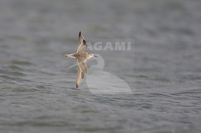 Vliegende Kanoet; Flying Red Knot stock-image by Agami/Arie Ouwerkerk,