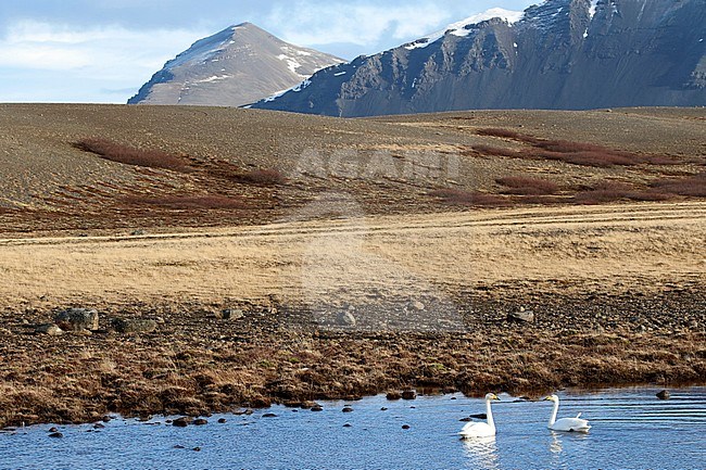 Wilde Zwaan in het landschap; Whooper Swan in his landscape; stock-image by Agami/Chris van Rijswijk,
