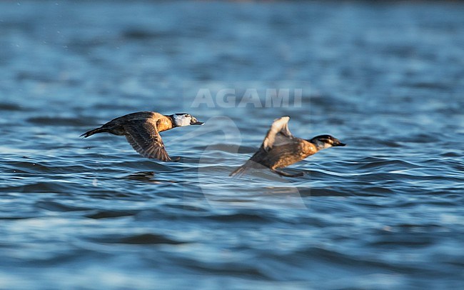 White-headed Duck (Oxyura leucocephala) wintering in Lake Durankulak, Bulgaria stock-image by Agami/Pavel Simeonov,