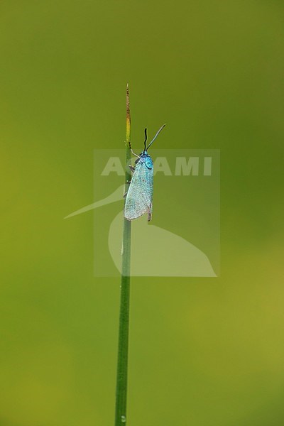 Metaalvlinder; Forester stock-image by Agami/Walter Soestbergen,