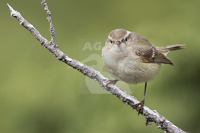 Humes Leaf Warbler - Tienschan-Laubsänger - Phyllsocopus humei ssp. humei, Kyrgyzstan stock-image by Agami/Ralph Martin,