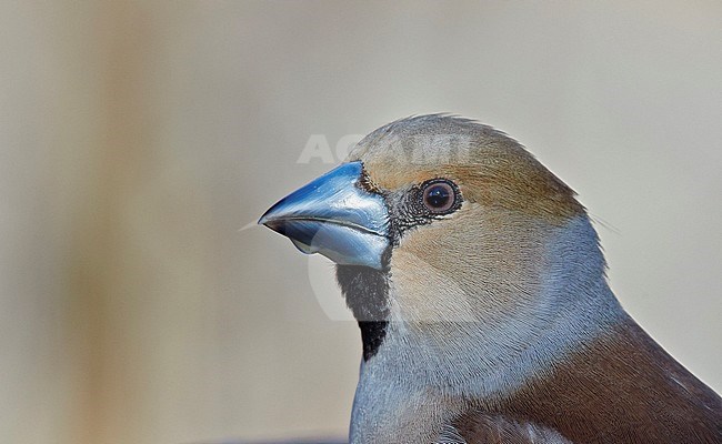 Hawfinch (Coccothraustes coccothraustes) close-up, Utö Finland April 2017 stock-image by Agami/Markus Varesvuo,