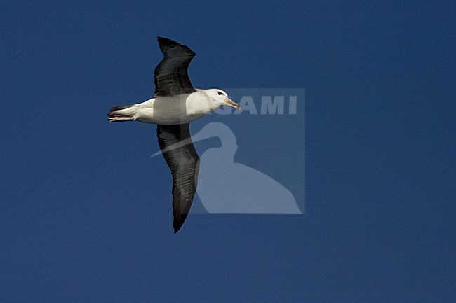 immature Black-browed Albatross flying above open ocean; onvolwassen Wenkbrauwalbatros vliegend boven de oceaan stock-image by Agami/Marc Guyt,