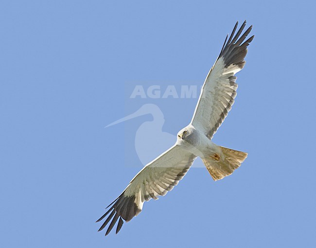 Blauwe Kiekendief; Hen Harrier; Circus cyaneus stock-image by Agami/Jari Peltomäki,