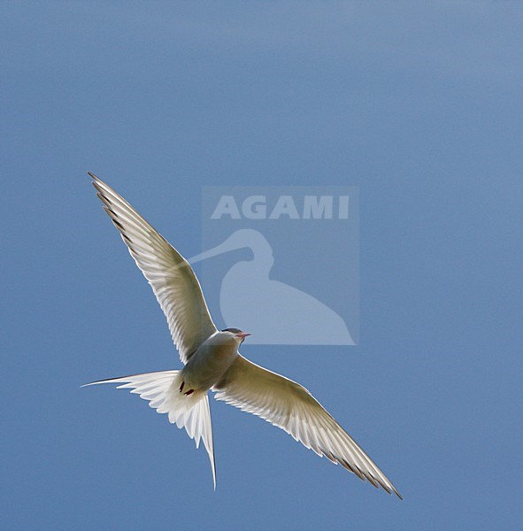 Noordse Stern, Arctic Tern, Sterna paradisaea stock-image by Agami/Hugh Harrop,