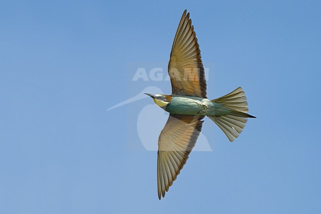 European Bee-eater flying; Bijeneter vliegend stock-image by Agami/Daniele Occhiato,