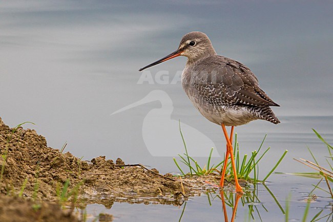 Zwarte Ruiter, stock-image by Agami/Daniele Occhiato,