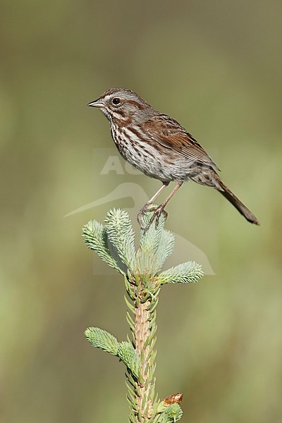 Adult  Song Sparrow, Melospiza melodia
Kamloops, British Columbia
June 2015 stock-image by Agami/Brian E Small,