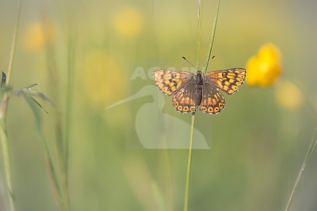 Sleutelbloemvlinder, Duke of Burgundy Fritillary stock-image by Agami/Wil Leurs,