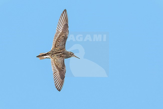 Adult breeding
Galveston Co., TX
May 2023 stock-image by Agami/Brian E Small,