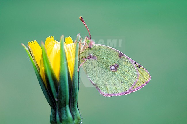 Pale Clouded Yellow, Colias hyale stock-image by Agami/Wil Leurs,