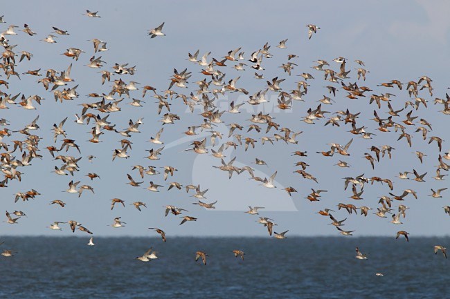 Kanoeten en Rosse Grutto's; Knots and Bar-tailed Godwits stock-image by Agami/Harvey van Diek,