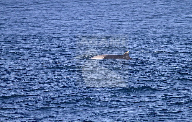 Strap-toothed Whale (Mesoplodon layardii) jumping out of the ocean stock-image by Agami/Pete Morris,