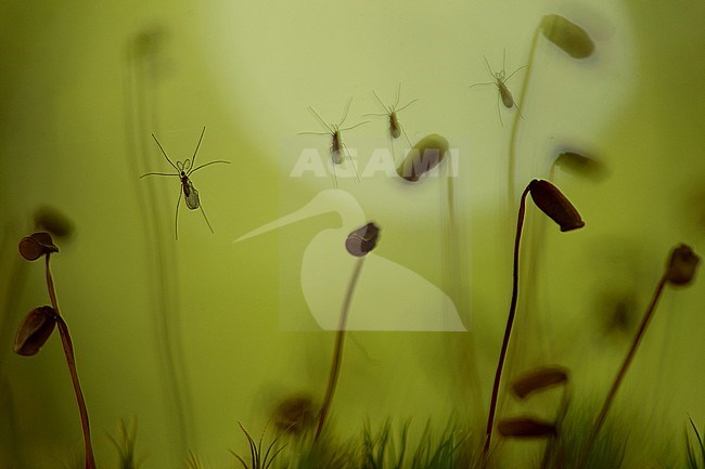 Galmugjes gevangen in spinnenweb, mosquitoes trapped in spider web stock-image by Agami/Rob de Jong,