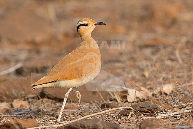 Cream-colored courser,Adult,  Santiago, Cape Verde (Cursorius cursor) stock-image by Agami/Saverio Gatto,