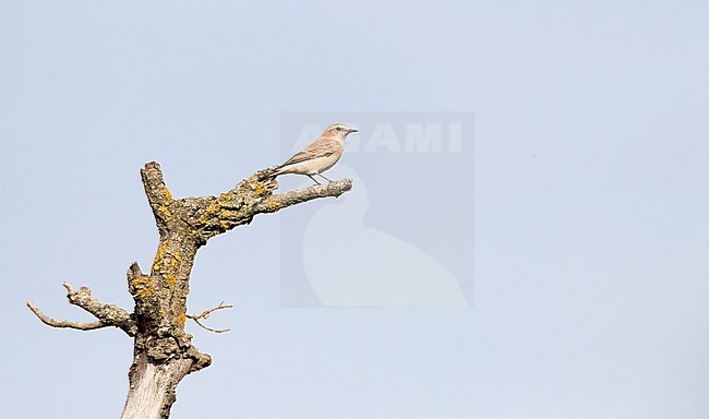 Immature Western Black-eared Wheatear (Oenanthe hispanica) in late August in northern Spain stock-image by Agami/Marc Guyt,