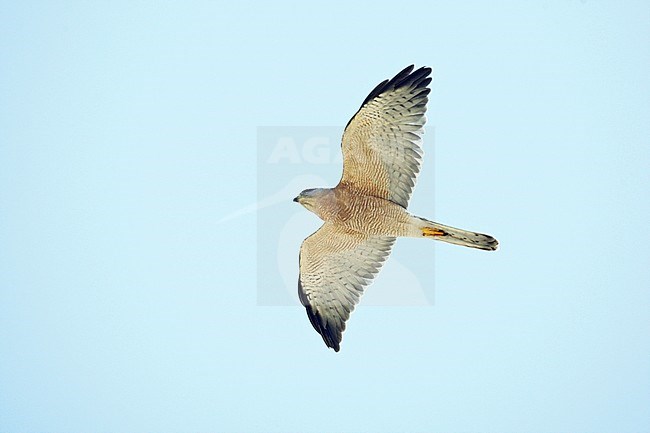  Levant Sparrowhawk (Accipiter brevipes) adult male in flight stock-image by Agami/Dick Forsman,