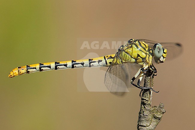 Vrouwtje Kleine tanglibel, Female Onychogomphus forcipatus albotibialis stock-image by Agami/Wil Leurs,