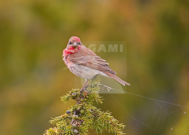 Common Rosefinch male perched on branch; Roodmus man zittend op tak stock-image by Agami/Markus Varesvuo,