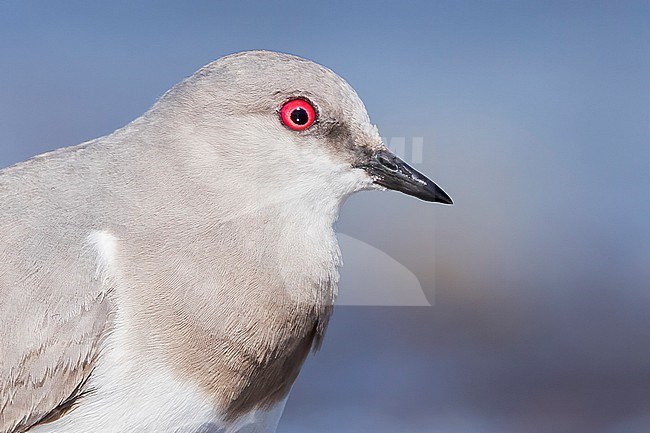 Magellanic Plover (Pluvianellus socialis) at a Patagonian lake in southern Argentina stock-image by Agami/Dubi Shapiro,